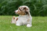 BERGER AUSTRALIEN PUPPIES 781